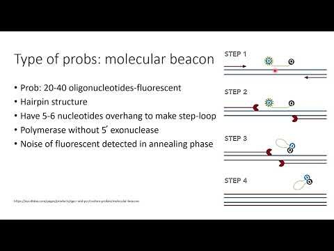 Probes in Real-Time PCR | How They Work