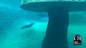 It might be chilly this morning, but our California sea lions are enjoying a nice relaxing soak in their heated pool. In the wild, they’ll swim in 30°F water this time of year, but we keep things nice and cozy at 60°F. And while Nick and Luci don’t mind this weather, we humans do. So enjoy this video, because due to today's snowy weather, Denver Zoo is closed for the day. | Denver Zoo Conservation Alliance