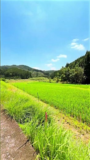 Beautiful Rural Scenery of The Village Forest: Ippongi in Koshikoba, Minamata, Kumamoto, Japan