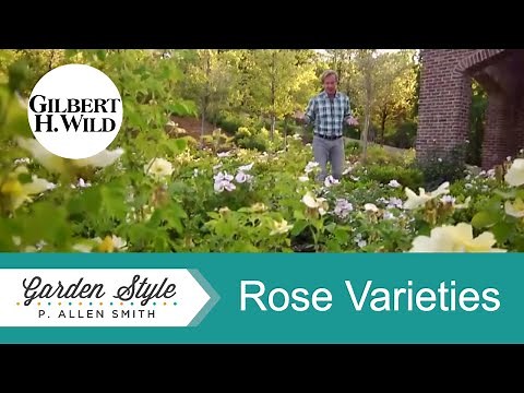 Rose Varieties & How to Grow Them | Garden Style (1419)