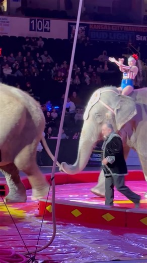 A circus moment like no other 🎪 Two girls riding elephants in perfect harmony 🐘✨ #EnchanterDancer