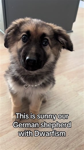 German Shepherd with Dwarfism: Meet Sunny the Cuddly pup