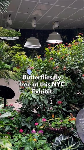 Little Kid Big City NEW YORK on Instagram: "MUST SEE NYC: Butterfly Vivarium 🦋 Flutter on by the American Museum of Natural History to see free-flying butterflies at the stunning Butterfly Vivarium! Inspired by the Museum’s beloved seasonal exhibit, this gallery offers a year-round experience featuring over 130 species of butterflies, with nearly 80 species on view at a time, among lush vegetation in tropical temperatures. Watch the butterflies, chat with experts, and don’t miss the pupae incub