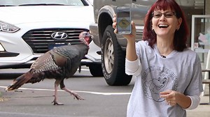 23K views · 39 reactions | Why did this turkey cross the road? To capture the hearts of its community! 旅 | Localish | Facebook