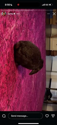 INSTAGRAM STORY: Larray With Neiima & Her Bunny Blueberry