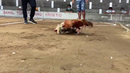 🌍𝐒𝐞𝐫𝐯𝐞𝐫 : 📍𝐀𝐬𝐢𝐚 - 𝐈𝐧𝐝𝐨𝐧𝐞𝐬𝐢𝐚 - 𝗙𝗶𝗹𝗶𝗽𝗶𝗻𝗮 - 𝗕𝗮𝗻𝗴𝗸𝗼𝗸 𝐀𝐆𝐄𝐍 𝐃𝐀𝐅𝐓𝐀𝐑 𝐒𝐀𝐁𝐔𝐍𝐆 𝐀𝐘𝐀𝐌 𝐎𝐍𝐋𝐈𝐍𝐄 ▰▰▰▰▰▰▰▰▰▰▰▰▰▰▰▰▰▰▰▰▰▰▰▰▰ LINK DAFTAR: https://heylink.me/DaftarAkunSabungAyamMoto128/ ✆ Whatsapp : 855 96 753 2897 ▰▰▰▰▰▰▰▰▰▰▰▰▰▰▰▰▰▰▰▰▰▰▰▰▰ 📍𝐏𝐑𝐎𝐌𝐎 𝐒𝐈𝐓𝐔𝐒 𝐌𝐎𝐓𝐎128 🌟BONUS MEMBER BARU CASINO 10% 🌟BONUS MEMBER BARU SABUNG AYAM 10% 🌟BONUS MEMBER BARU POKER 10% 🌟BONUS MEMBER BARU SLOT 10% 🌟BONUS ROLINGAN CASINO UP TO 0.7% 🌟BONUS LOYALITY BU