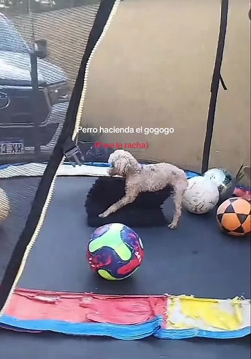 Perros haciendo el gogogo: ¡Diviértete con animales!