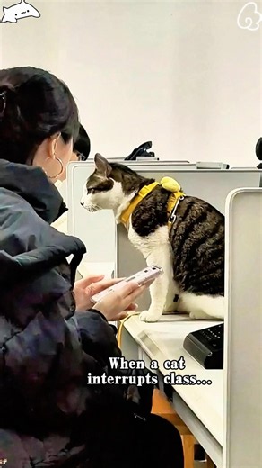 When cats interrupt classes, everyone gets distracted 😼#funny #pet #cat #funnycat #funnyvideo