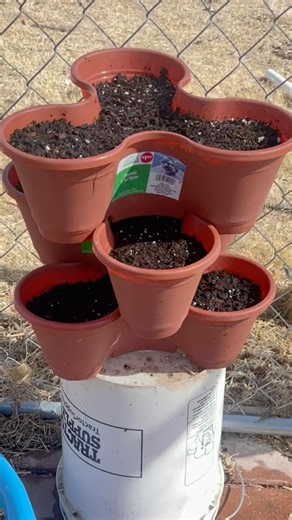 #shorts #TESTING DOLLAR TREE STACKABLES TO GROW ONIONS