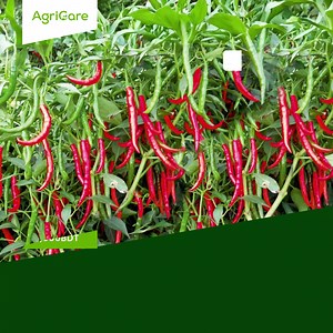 Maximize Your Profits with AgriCare Global's Easy Investments! Our Chilli Project- 5 Project is NOW LIVE! 𝐏𝐫𝐨𝐣𝐞𝐜𝐭 𝐃𝐞𝐭𝐚𝐢𝐥𝐬: 𝐍𝐚𝐦𝐞: Chilli Project- 5 Project 𝐔𝐧𝐢𝐭 𝐏𝐫𝐢𝐜𝐞: BDT 25,000 𝐃𝐮𝐫𝐚𝐭𝐢𝐨𝐧: 3 Months 𝐑𝐞𝐭𝐮𝐫𝐧: 6% 𝐋𝐨𝐜𝐚𝐭𝐢𝐨𝐧: Jamalpur 𝐏𝐫𝐨𝐣𝐞𝐜𝐭 𝐋𝐢𝐧𝐤: https://agricare.global/project/chilli-project-5 Check out this amazing project on our App. Download the “𝐀𝐠𝐫𝐢𝐂𝐚𝐫𝐞” app to know more details. 𝐀𝐩𝐩 𝐋𝐢𝐧𝐤: https://t.ly/7wUZA To catch up w
