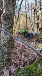 274K views · 288 reactions | Professional tree removal | Jason the Great | Facebook