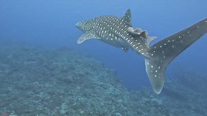 Divers swim with whale shark off Taiwan's Green Island https://www.taiwannews.com.tw/en/news/5116973 | Taiwan News