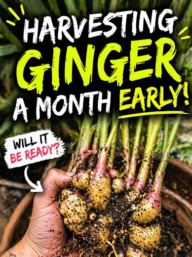 Pulled my ginger a month early… 😬 Was this a mistake or a hidden gardening hack? I couldn’t wait any longer, so I dug it up to see what’s actually happening underground 👀 Some people say don’t touch it too soon… but I had to know. Would you have waited… or are you as impatient as me? 😏🌱 #planttok #plants #gardening #vegetablegarden #growyourownfood