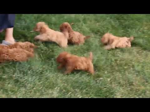 Cavapoo Puppies For Sale