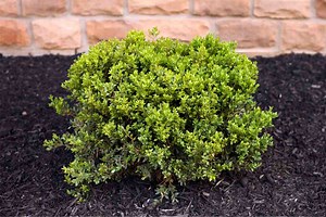 How Long Do Green Velvet Boxwoods Take To Grow?