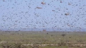 See massive insect swarm that may threaten millions