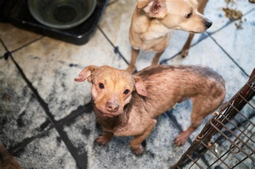 Over 70 animals taken from Ballinger residence in alleged neglect case