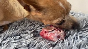 As the 6th permanent (by default) member of our PFT Sanctuary Dog pack. 💖 Snug Bug 💖 And when she’s being a naughty girl, I clearly remind her that she doesn’t need me to remove another leg. 😋 | "Paws for Thought" Rescue