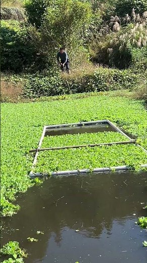 PVC Water Hyacinth Harvester Operation Demo Eco-Friendly & Efficiently