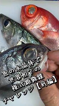 魚の水晶体で世界初？の複式顕微鏡チャレンジ【前編】 #水晶体 #顕微鏡 #総合 #魚 #steam