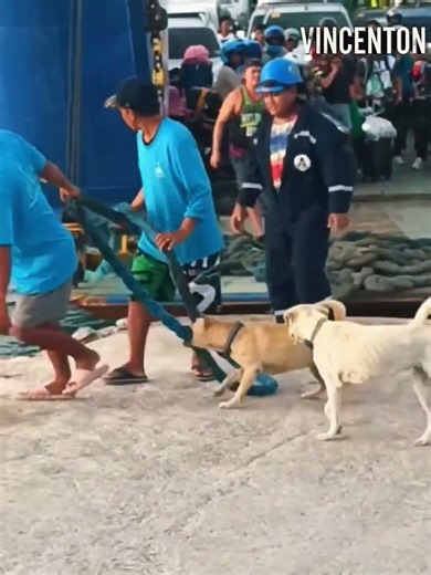 This Working Dog Will Outperform Your Coworkers | Meet Kilay the Docking Pro”