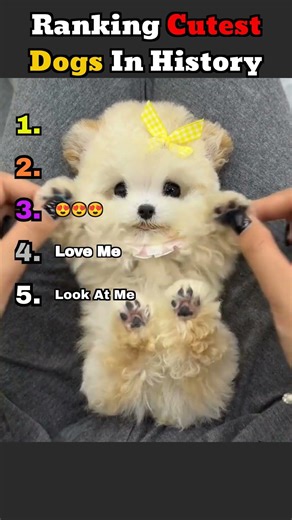 Ranking Top 5 Cutest Small Dogs
