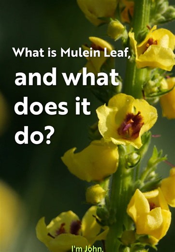 You’ve heard of mullein, but what is it traditionally used for?​ Our Nutritionist explains how this botanical has been used to support respiratory comfort. #nutravita #nutritionisttips