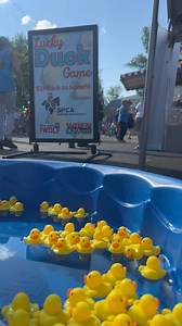 1.9K views · 51 reactions | Test your luck in our lucky duck game at the Erie County Fair! You might win some sweet swag! We’re across from Slade Park with our friends from The Wolf and WBEN. | The SPCA Serving Erie County, NY | Facebook
