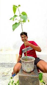 Very Easy Ways To Transplant Mulberry, plant, step-by-step guide /Transplanting Tree 🌳 Video