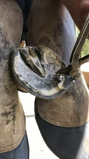 How to trim a horses hoof