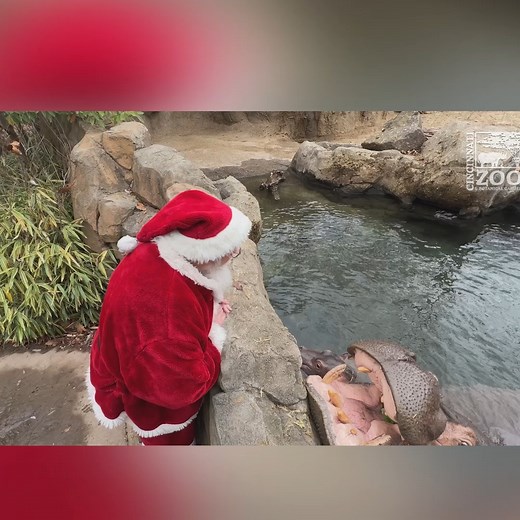 81K views · 3.9K reactions | Love this! ♥ Santa Claus visited all of the animals at the Cincinnati Zoo this week before heading back to the North Pole to get ready for Christmas. | WLWT | Facebook