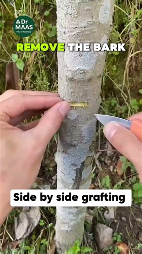 التطعيم الجانبي المتوازي 🌱 تثبيت قوي #Shorts #نباتي #الزراعة_المنزلية #تنعيم