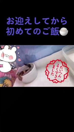 約4年前のお迎えして初めての餌あげの様子 #ニシアフリカトカゲモドキ #爬虫類 #爬虫類のいる生活