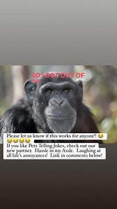 1.3M views · 6.2K reactions | Please let us know if this works for anyone!!  If you like Pets Telling Jokes, check out our new partner. Hassle in my Assle. Laughing at all life’s annoyances! Link in comments below! | Pets telling jokes | Facebook