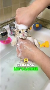 The adorable little kitty’s very first bath! 🐾🛁💦 #funny #shorts #cat