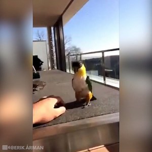 Just because it's Sunday morning and you might need an Irish dancing parrot to cheer you up! | The Irish Post