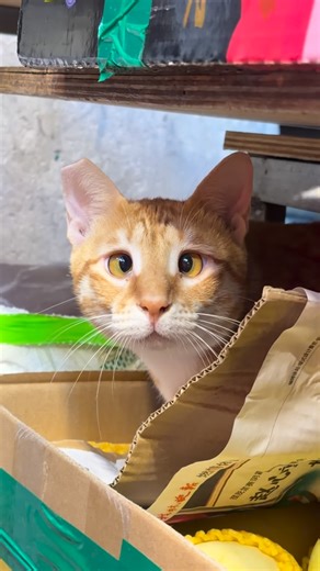 MS CAT AND FRIENDS | 你哋話係我影紅呀雞，亂講！ 呀雞咁靚仔咁可愛，邊個影都紅㗎啦，雞雞呵～ #hkcat #香港貓 #貓店長 #貓寫真 #iphone17 | Instagram