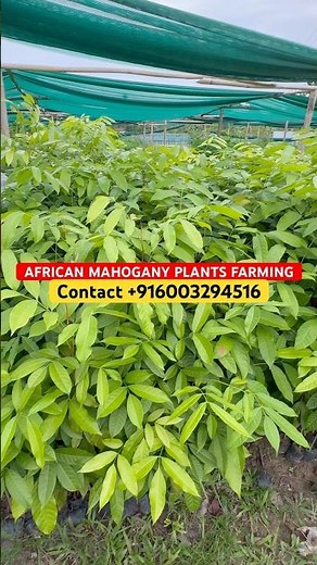 AFRICAN MAHOGANY PLANTS NURSERY #africanmahogany #mahogany #mahoganywood #mahoganyfarming #plants