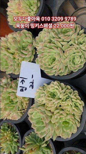Well-established Minky Special Succulent #succulent #LovelyRoseSucculentTV