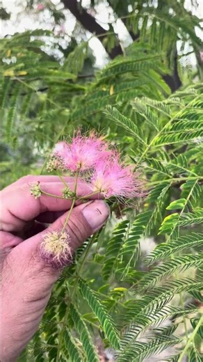 Too late to catch the fragrance (Albizia julibrissin) # #redsealvas #landscaper #botanicalgarden