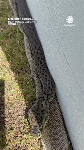 Oddly Satisfying: Snake Sheds Skin in One Perfect Piece