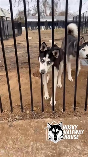 91K views · 2.2K reactions | Just turn and pull. When life’s got you feeling stuck, just remember - it’s usually not as bad as it looks. If a husky can figure it out, so can you. ❤️ That’s your midweek motivation to get over the hump. Tell us, what’s keeping your crew moving this morning? #huskyhalfwayhouse #halfwayhusky #humpdaymotivation #doghumor #becausehusky | Husky Halfway House | Facebook