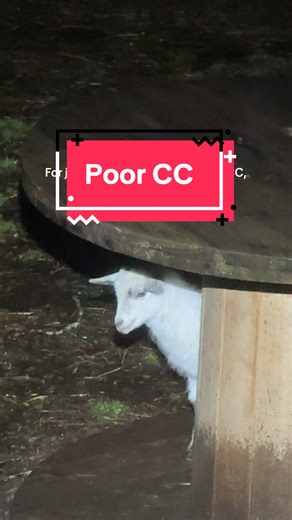 Helping Our Baby Goat CC Adjust to Farm Life