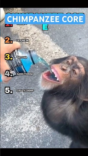 Chimpanzees being absolutely hilarious! #funny #animals #chimpanzee