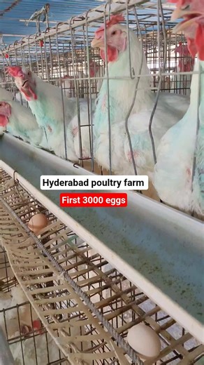 First 1000 eggs | Egg layer poultry farm #shorts #poultry #poultryfarm