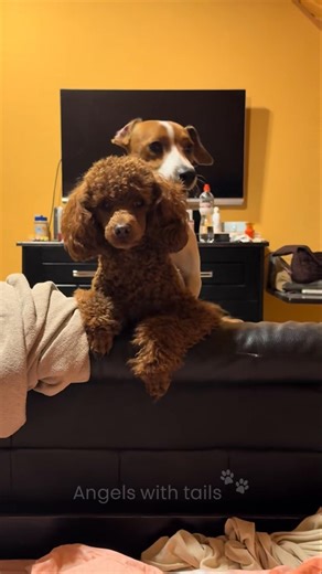 👉 “After 20 Years of Marriage… 😅”#marriage #funny #shorts