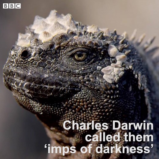 The swimming iguanas of the Galapagos that shrink their bones to survive. | BBC Three