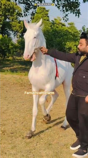 MURSHAD👑❣️ MERA LADLA MURSHAD 🥰❤️‍🩹 #fcf#viral #fypシ#horseracing#pawarholakhalidhobijatimere#horse