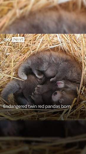 9.5K views · 73 reactions | Illegal trade, poaching and deforestation have reduced the wild red panda population to possibly as few as 2,500 - which is why two new twins of the species is internationally significant. Link in bio for more  #redpanda #endangeredanimals #poaching | Sky News | Facebook