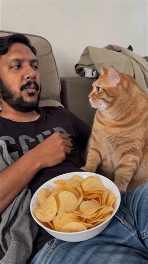 Do you eat chips? #cat #funnycats